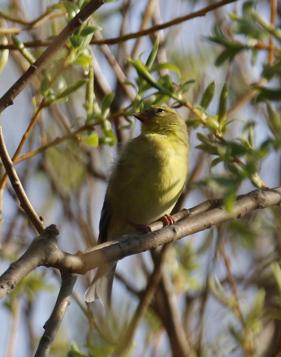 Chardonneret jaune - ML29373391