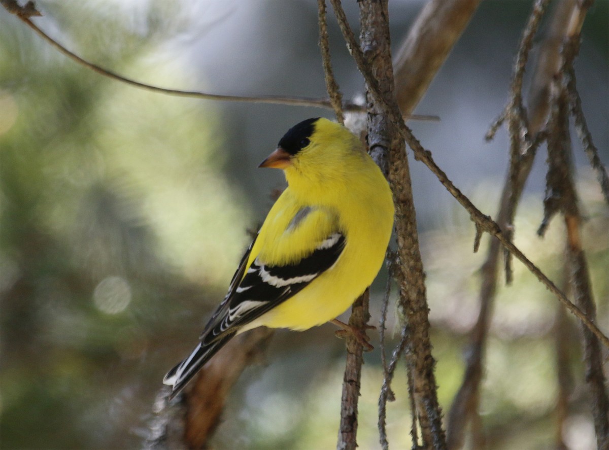 American Goldfinch - ML29373421