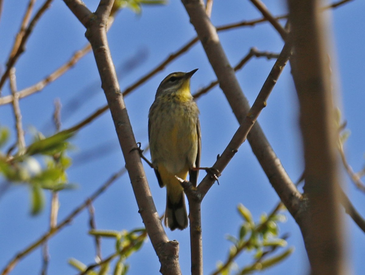 Palm Warbler - ML29373441