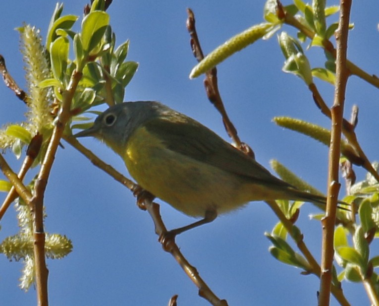 Nashville Warbler - ML29373461