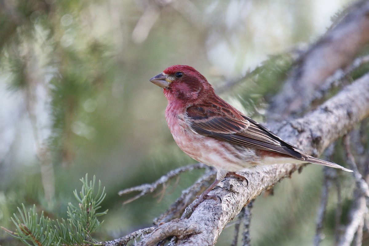 Purple Finch - Wendy Hogan