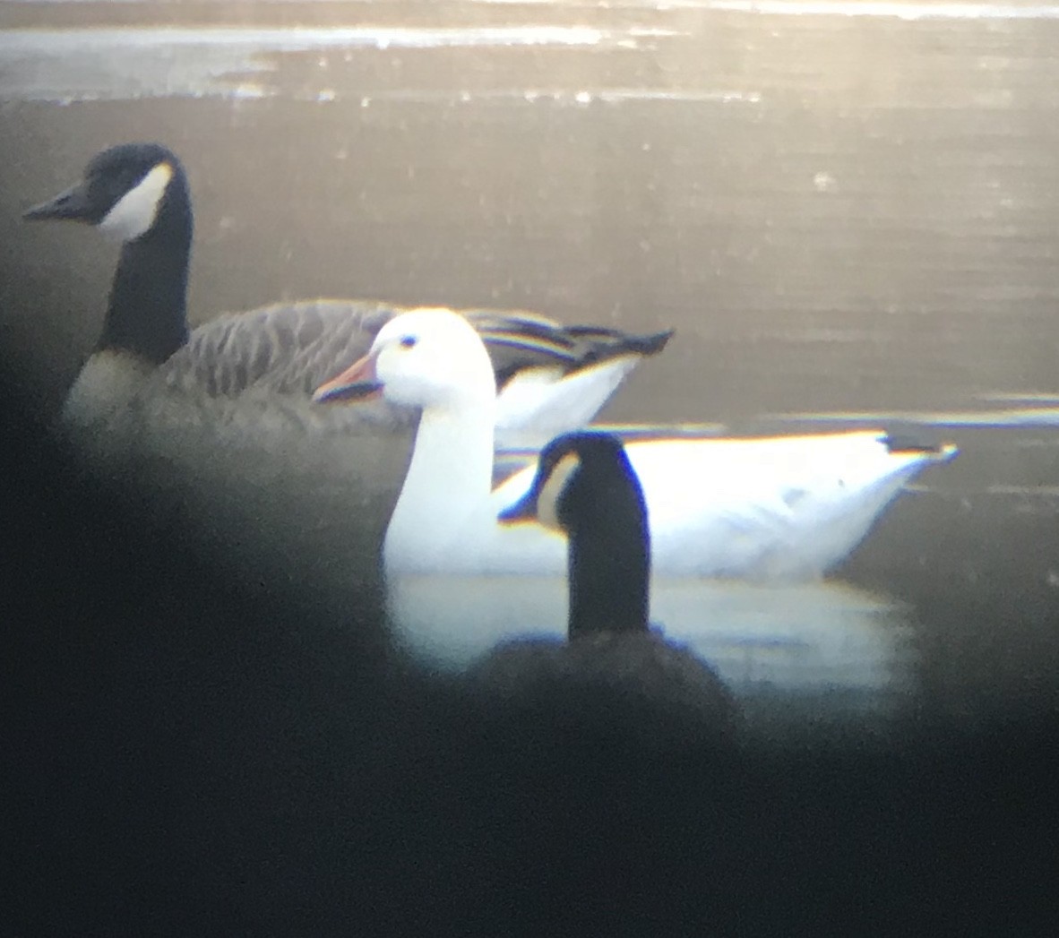 Snow Goose - ML293735161