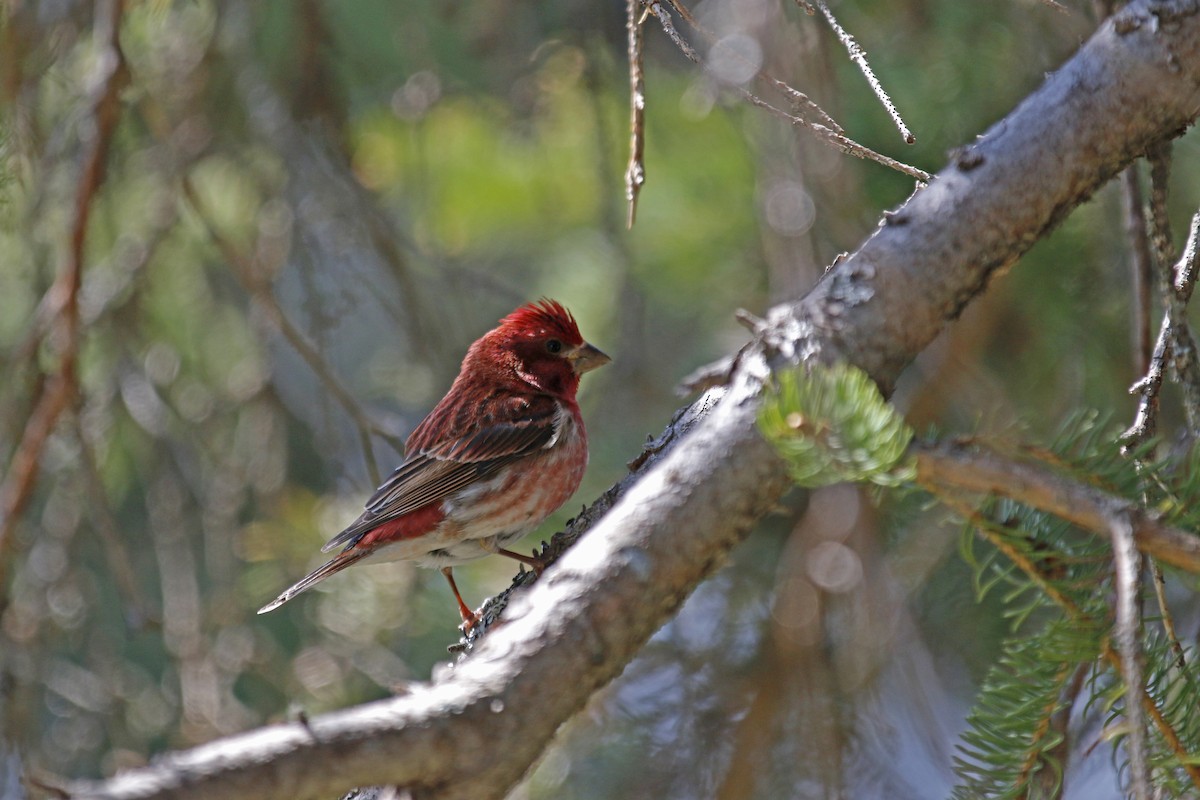 Purple Finch - ML29373551