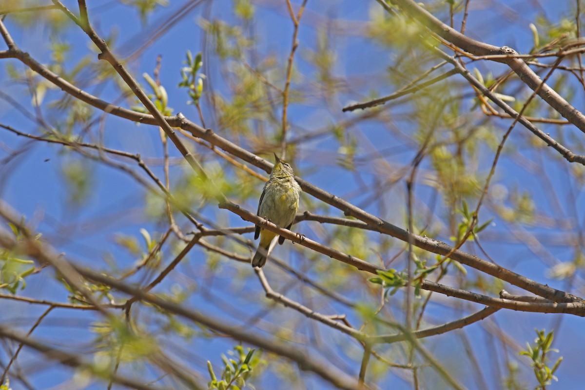 Palm Warbler - ML29373561