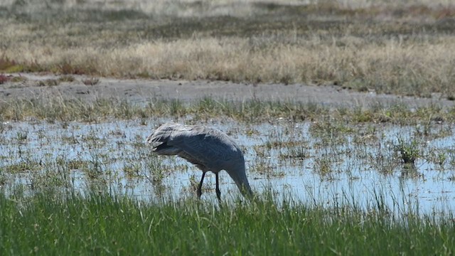 Grue brolga - ML293735961