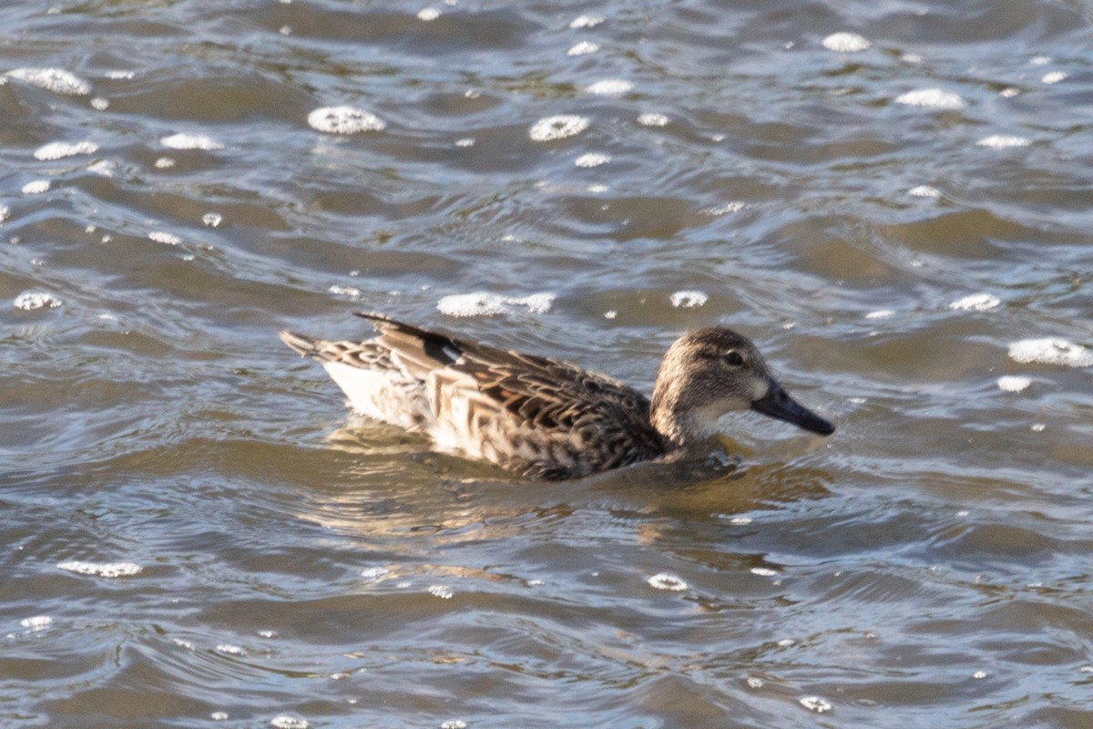 Blue-winged Teal - Rebecca Marschall