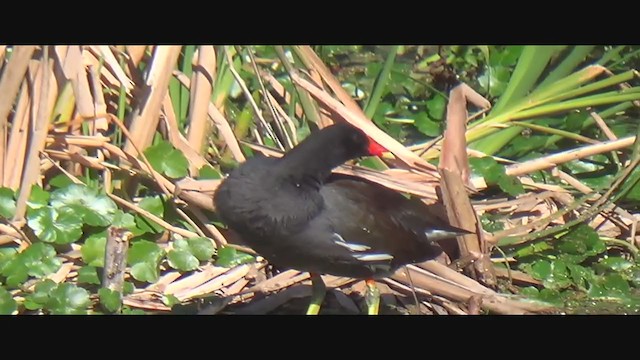 Common Gallinule - ML293736401