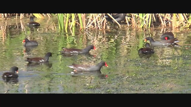 Common Gallinule - ML293737621