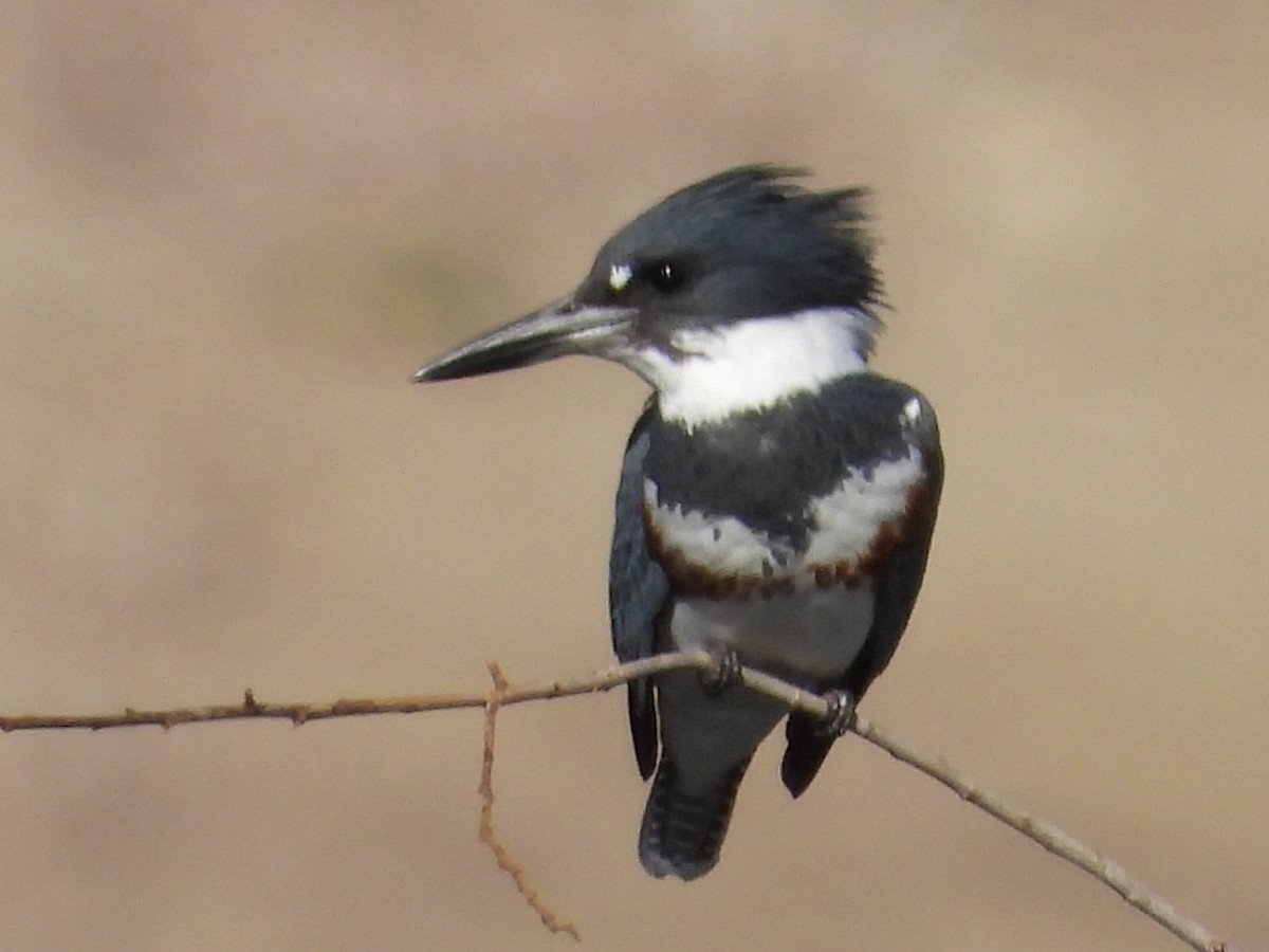 Belted Kingfisher - ML293737651