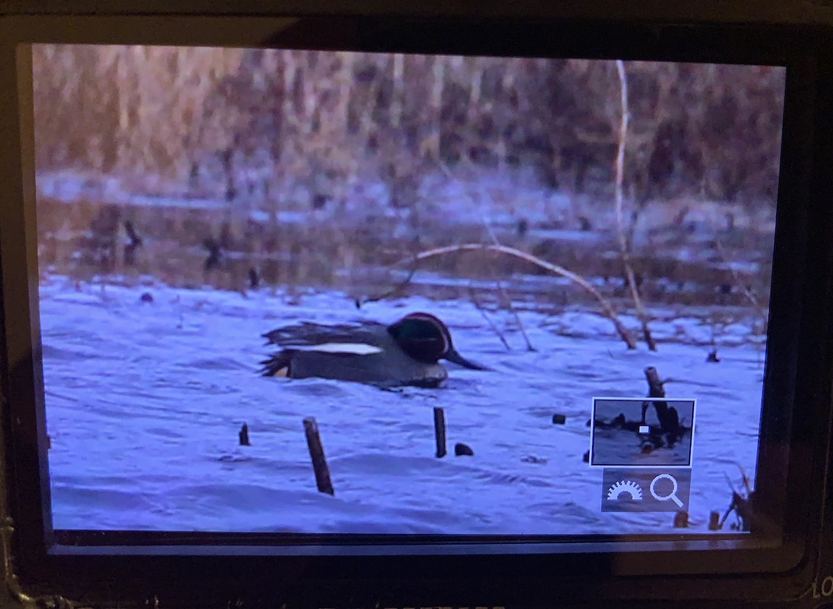 Green-winged Teal (Eurasian) - ML293738551