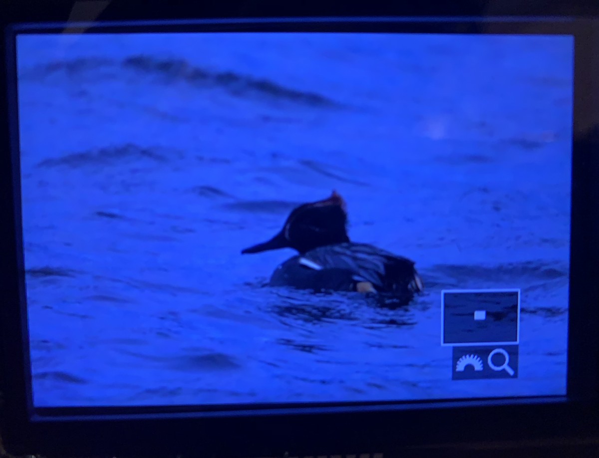 Green-winged Teal (Eurasian) - ML293738571