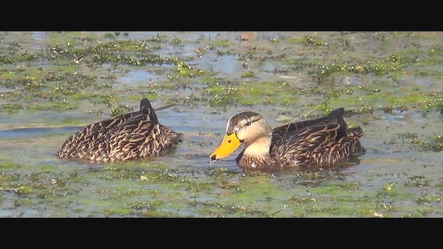 Mottled Duck - ML293738961