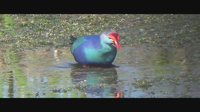 Gray-headed Swamphen - ML293739061