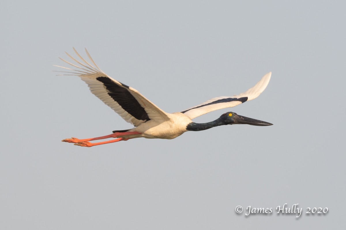 Black-necked Stork - Jim Hully