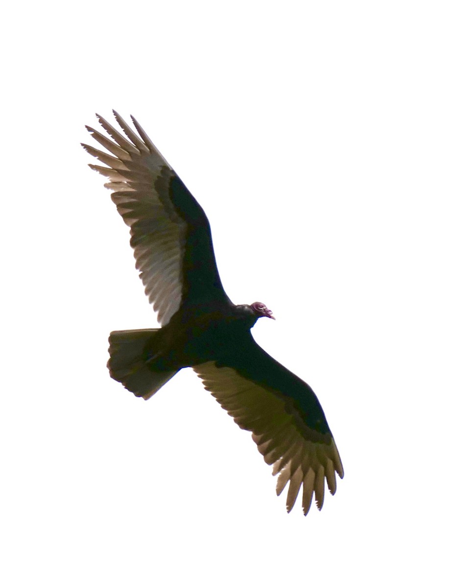 Turkey Vulture - ML293741461