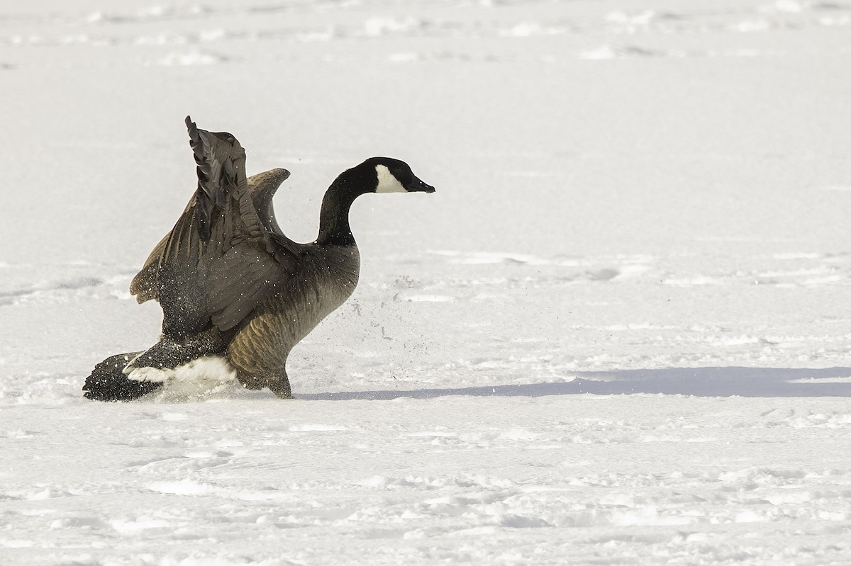 Canada Goose - Cam Nikkel