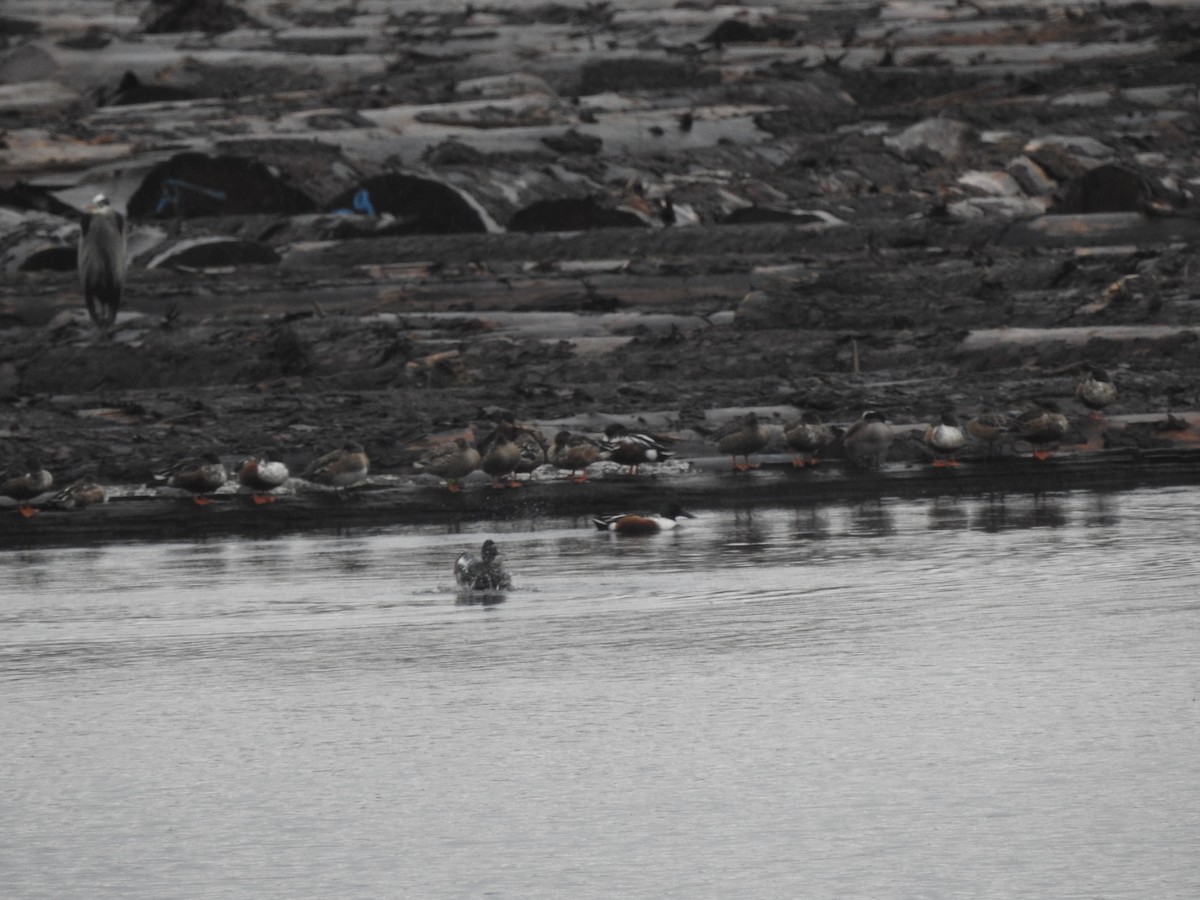 Northern Shoveler - ML293742461