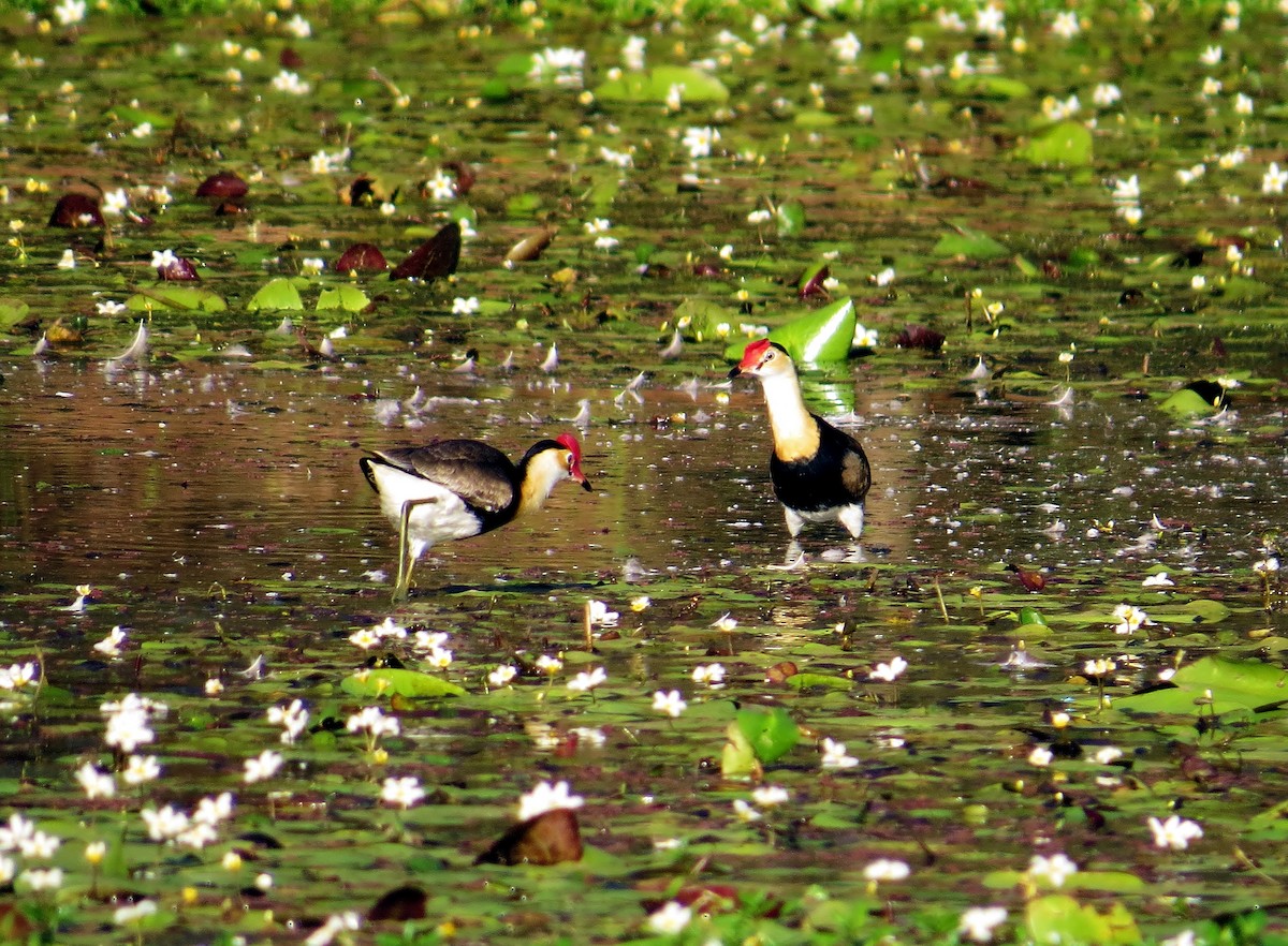 Comb-crested Jacana - ML29374281