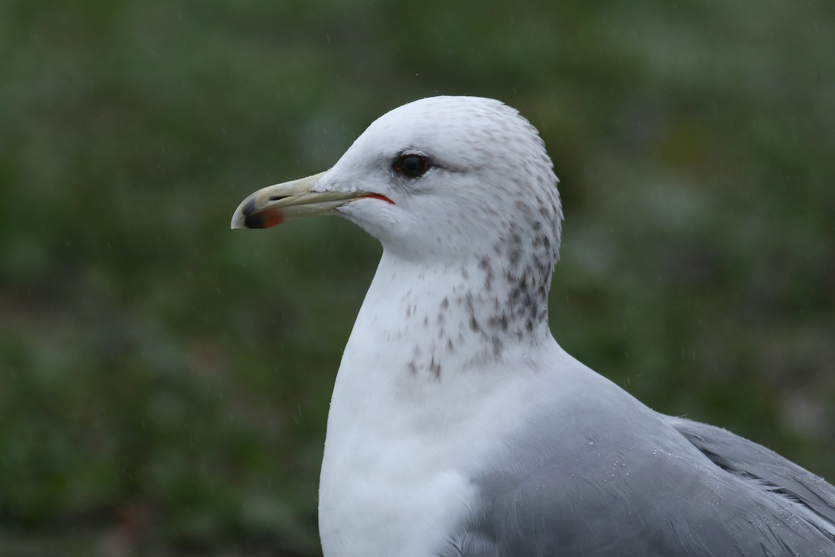 California Gull - ML293743871