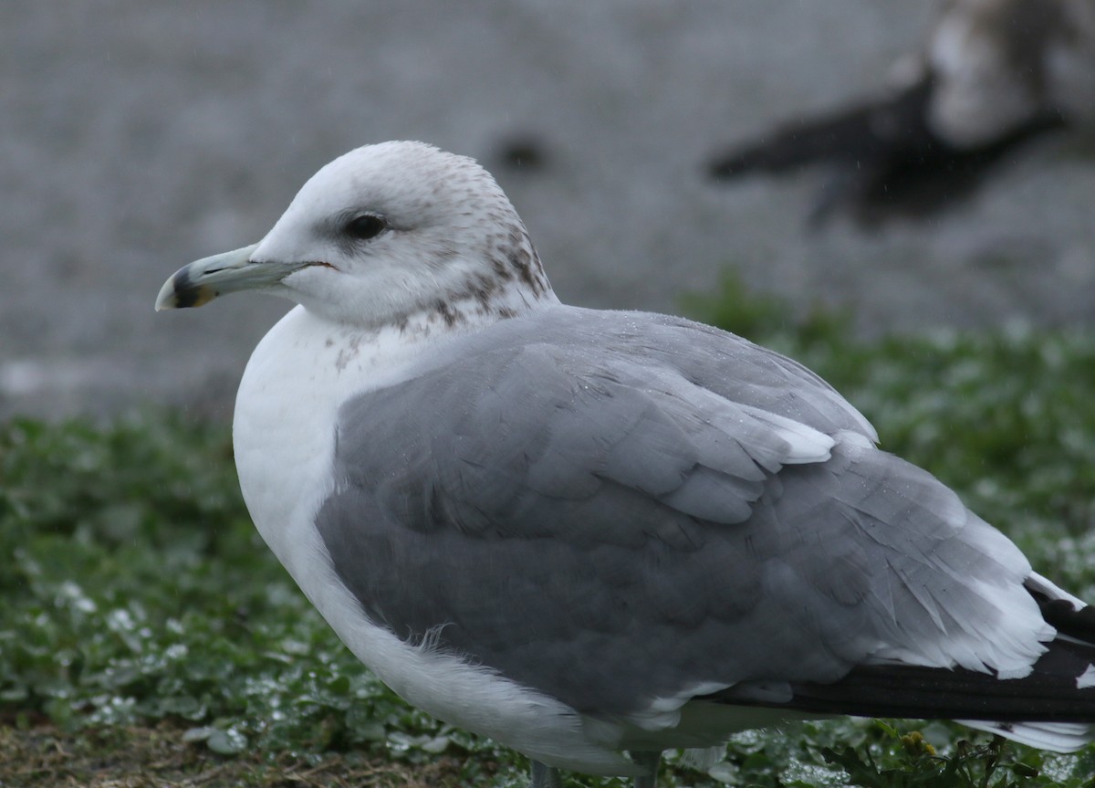 Gaviota Californiana - ML293743891