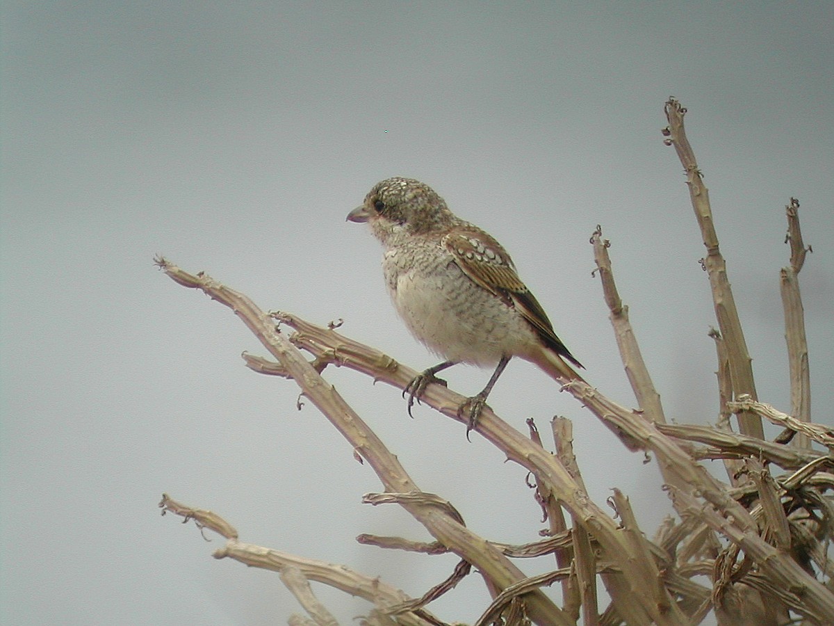 Woodchat Shrike - ML293744421