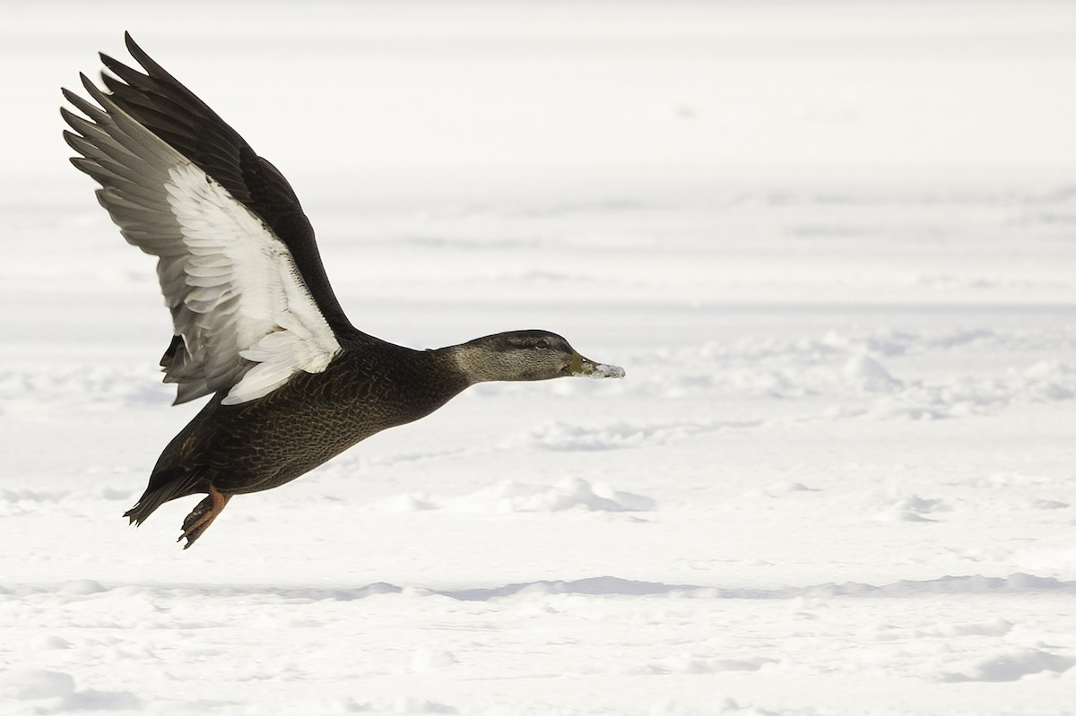 American Black Duck - Cam Nikkel