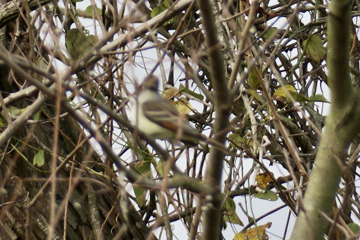 Ash-throated Flycatcher - ML293744961