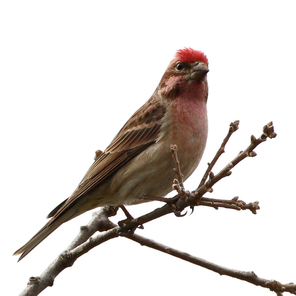 Cassin's Finch - ML293745391