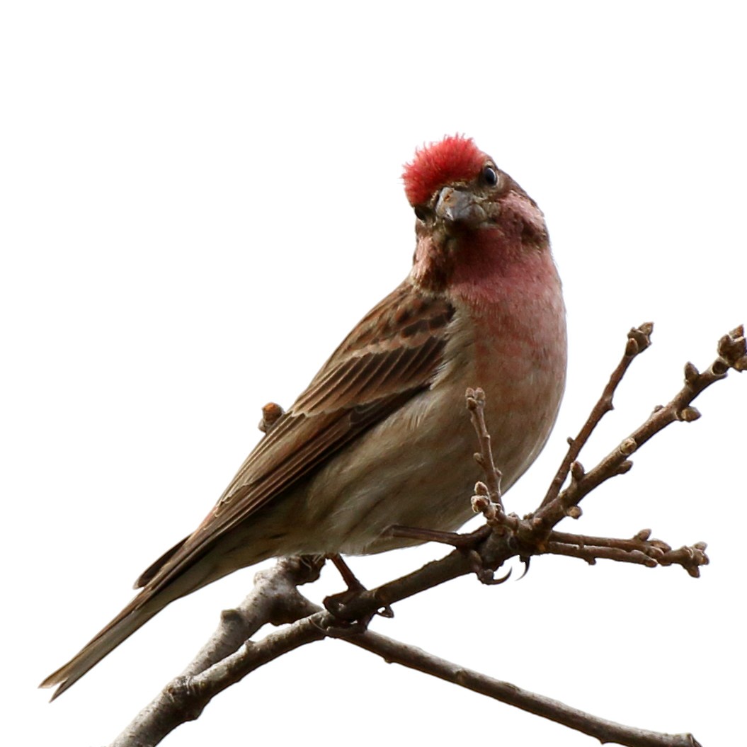 Cassin's Finch - ML293745591