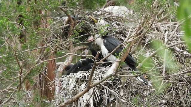 Little Pied Cormorant - ML293745761