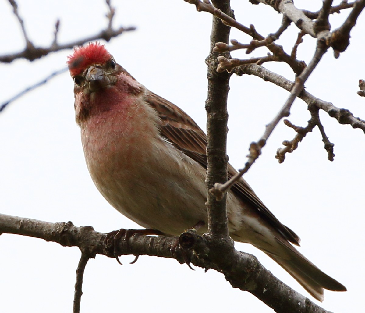 Cassin's Finch - ML293745831