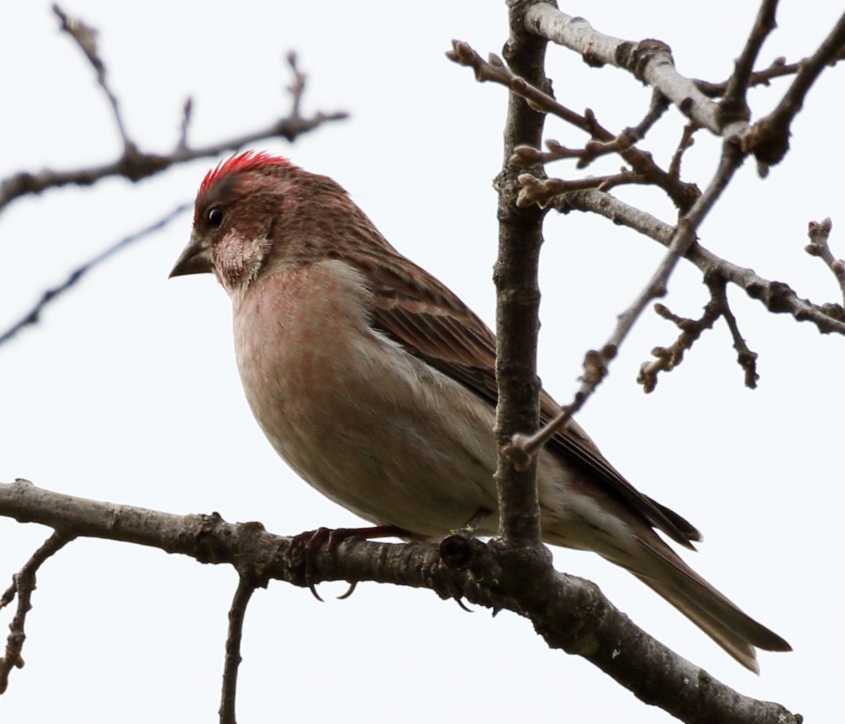 Cassin's Finch - ML293745981