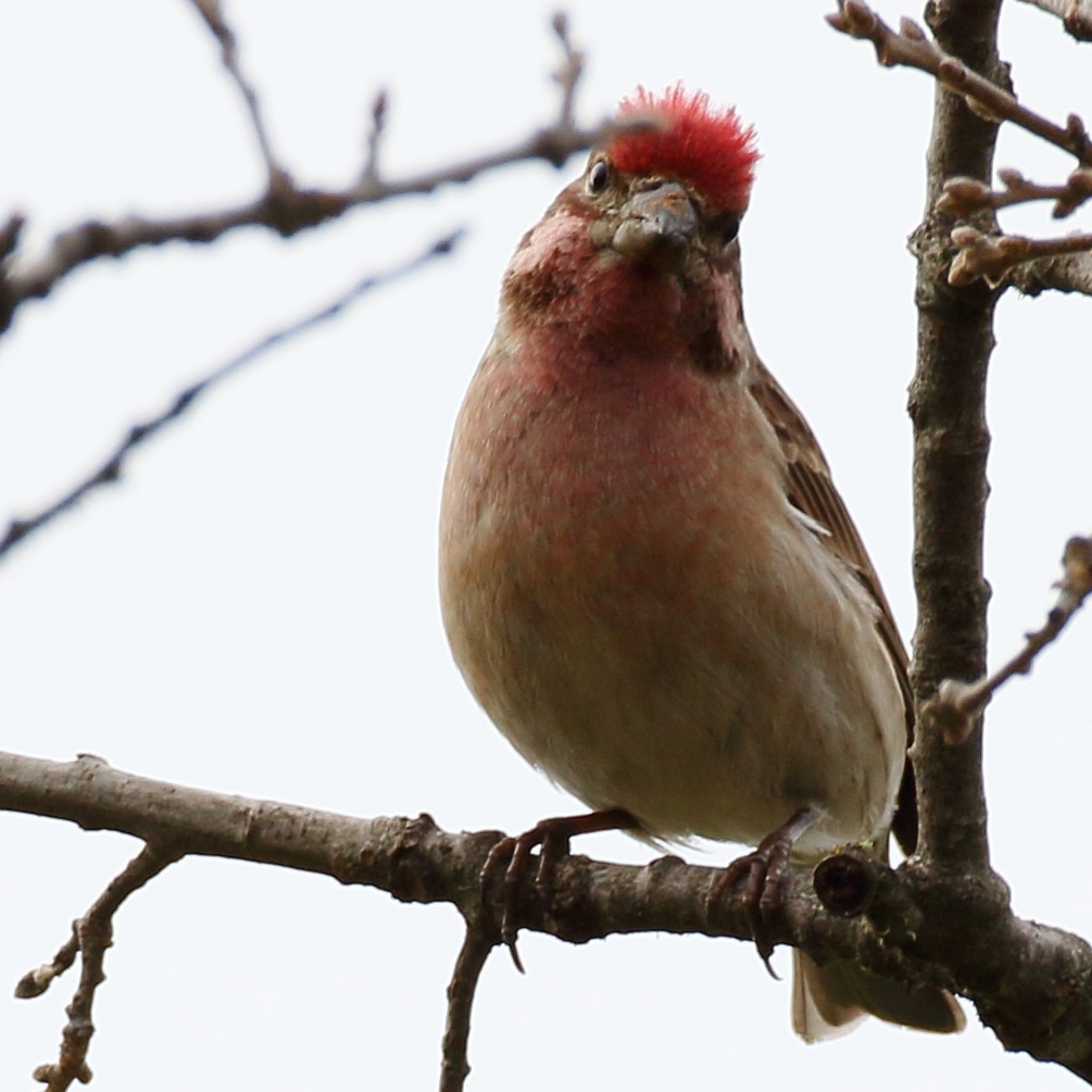 Cassin's Finch - ML293746221