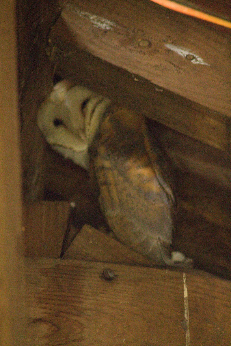 Barn Owl - ML293746611