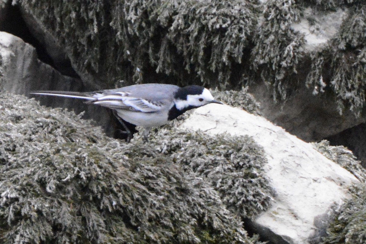 Хөх цэгцгий - ML29374841