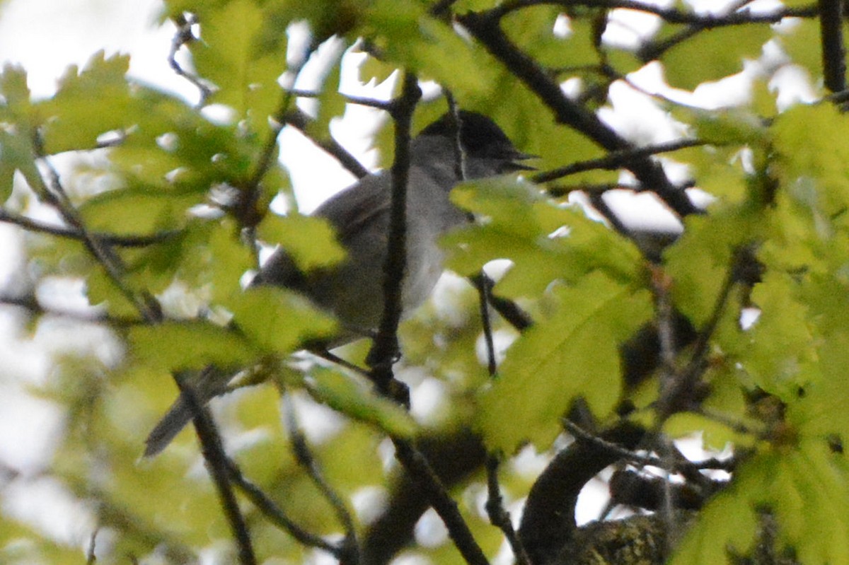 Халимагт зэржгэнэ - ML29374851