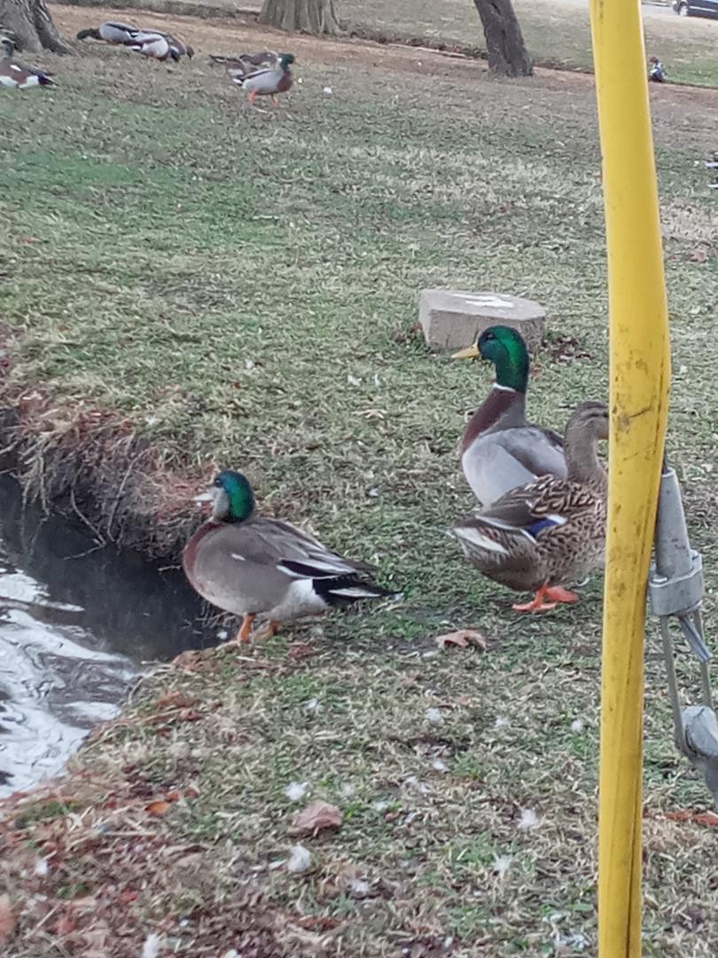 American Wigeon x Mallard (hybrid) - ML293748591