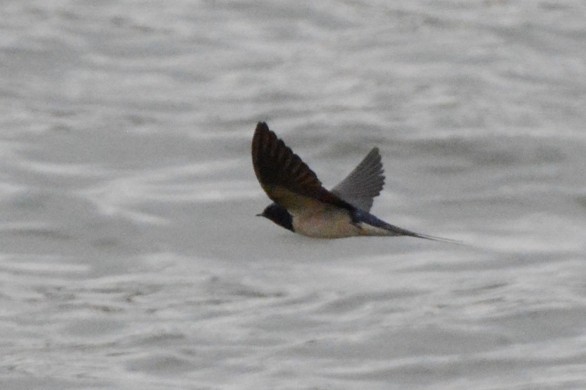 Асрын хараацай - ML29374871