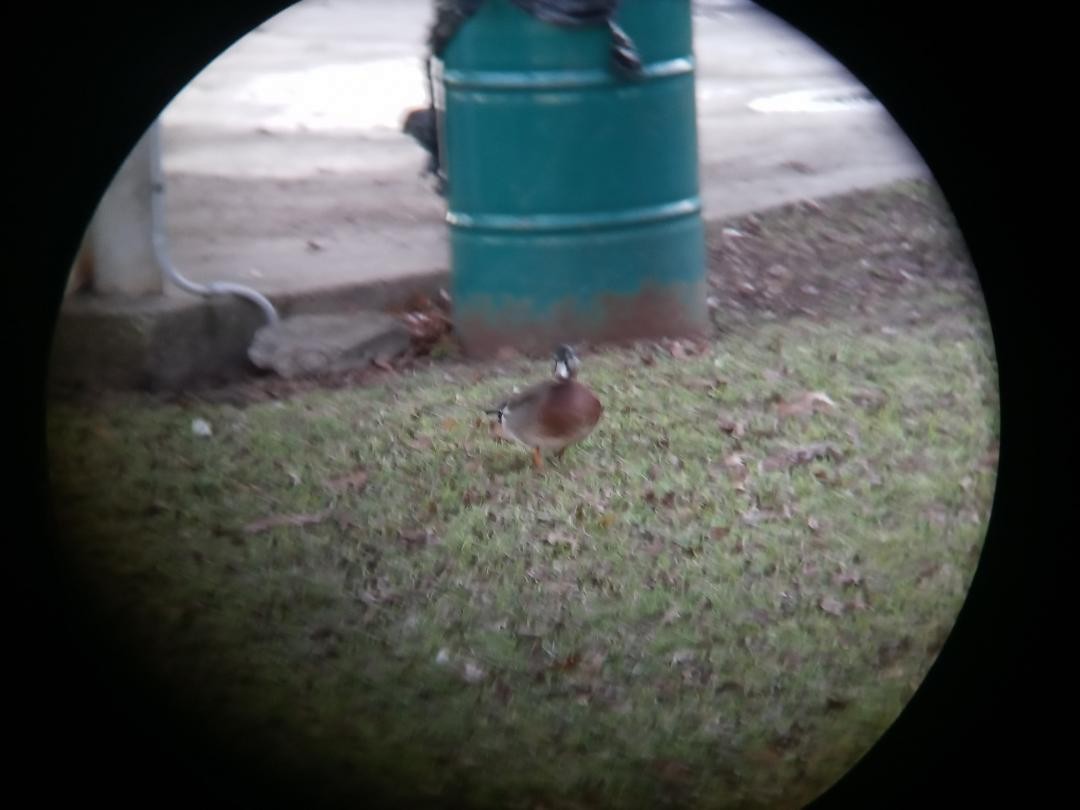 American Wigeon x Mallard (hybrid) - ML293749011