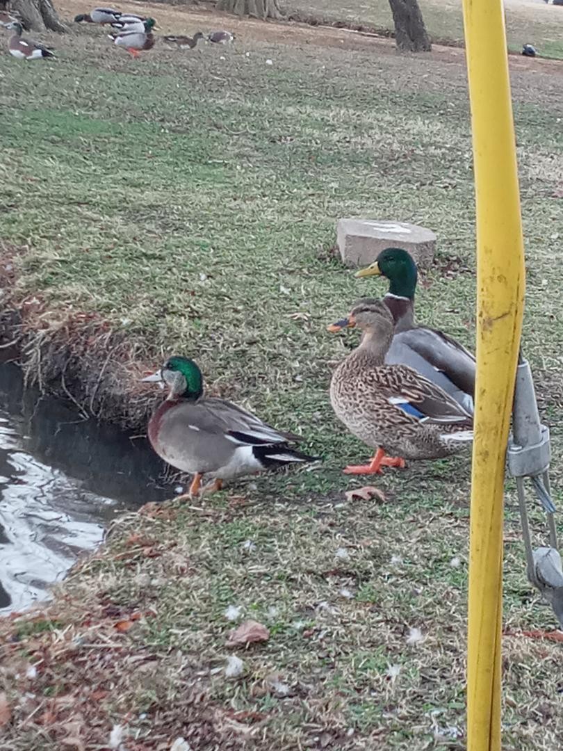 American Wigeon x Mallard (hybrid) - ML293749171