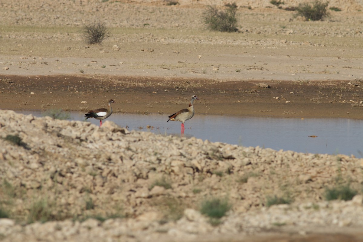 Ouette d'Égypte - ML29375131