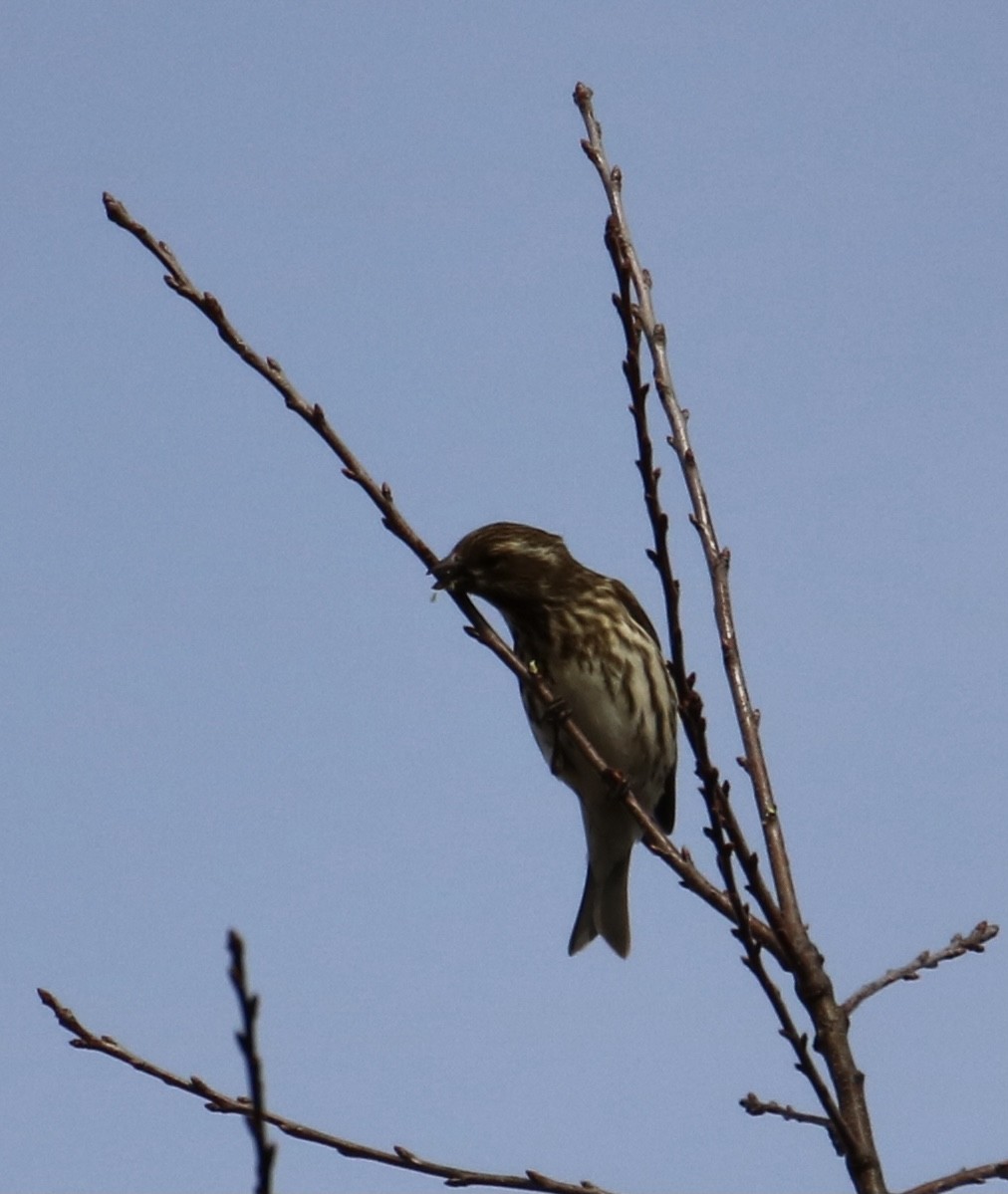 Purple Finch - Kelly Krechmer