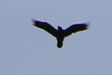 Common Raven - ML293752771