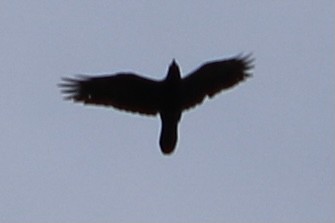 Common Raven - ML293752781