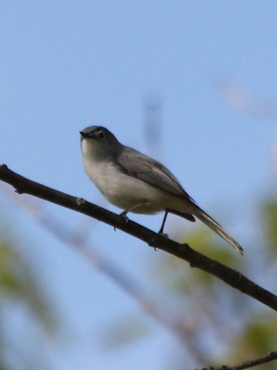 Blue-gray Gnatcatcher - ML29375351