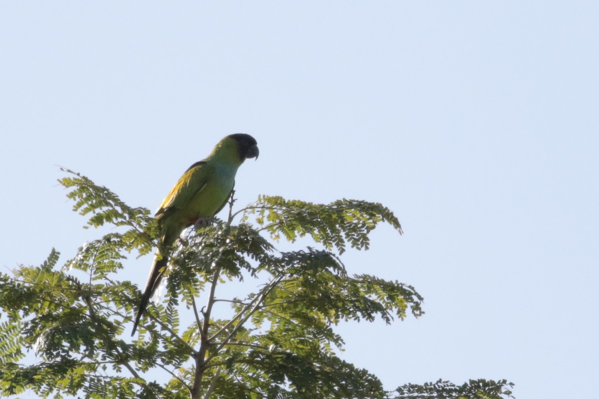 Nanday Parakeet - ML293755331