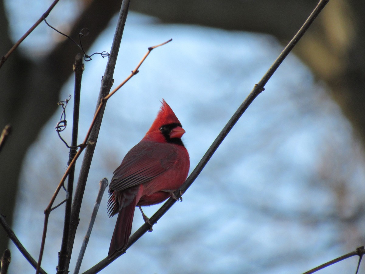 Cardinal rouge - ML293755501