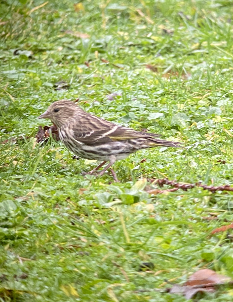 Pine Siskin - ML293756221