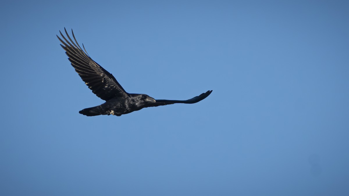 Corbeau à cou blanc - ML293756391