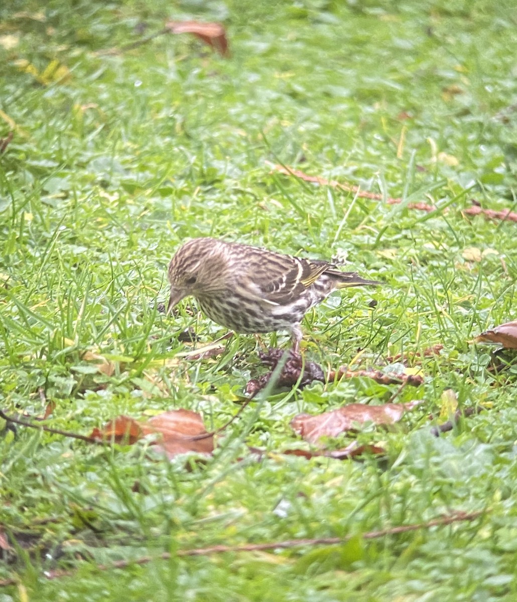 Pine Siskin - ML293756781